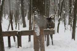  Звірі звикають до конкретного місця і саме до нього приходять на підгодівлю 