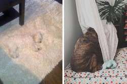 Пользователи сети показали, как их собаки умеют прятаться: курьезные фото