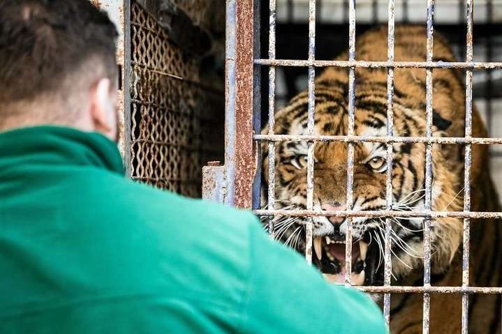 Трагедія на Чернігівщині: тигр загриз працівника зоопарку 