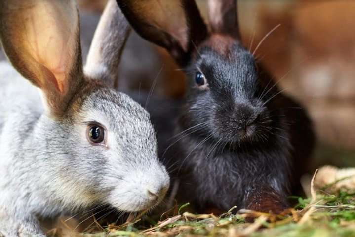 Українське кролівництво вдвічі зменшило обсяги – Держстат
