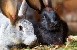 Українське кролівництво вдвічі зменшило обсяги – Держстат