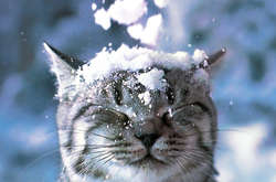 В день — 0-5 ° тепла, на півночі 4-6 ° морозу