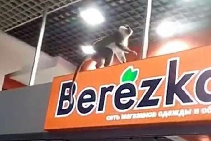 З’явилося відео, як співробітники харківського торгового центру ловили мавпу