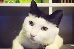 Курьезные фото пушистиков, на которых природа не пожалела красок