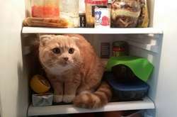 Курьезные фото животных, которых застали за воровством еды