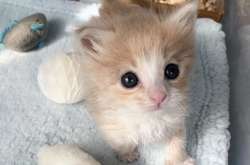 Грязный котенок превратился в шикарного малыша благодаря доброй девушке