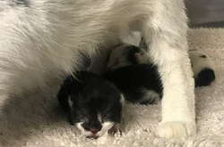 Сотрудники метрополитена обнаружили кошку и новорожденных котят внутри эскалатора (фото)