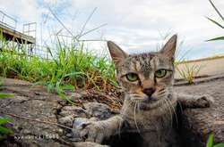 Японец фотографирует бродячих котов, чья жизнь — неподдельный драйв