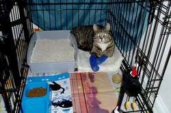 Парализованный котик научился ходить благодаря плаванию (фото)