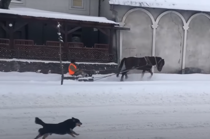 На Львівщині до прибирання снігу залучили коня (відео)