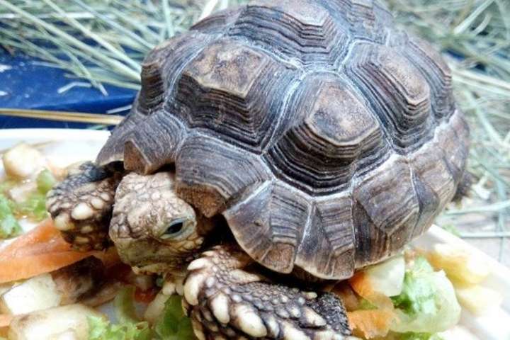 На Вінниччину привезли екзотичних черепах з Африки