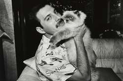 Фредди Меркьюри был отчаянным котолюбом: 15 фотодоказательств