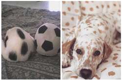 Эти животные настолько хороши в маскировке, что их почти невозможно найти на фото