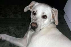 У Житомирській області суд виніс вирок юнакові, який вкрав лабрадора на подарунок дівчині