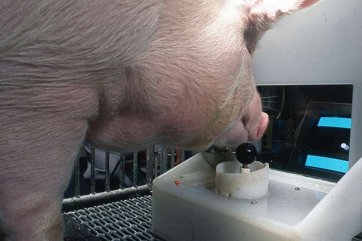 Вчені навчили свиней грати у відеоігри: фото, відео