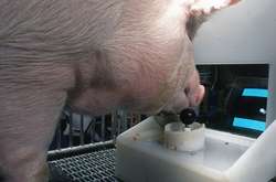 Вчені навчили свиней грати у відеоігри