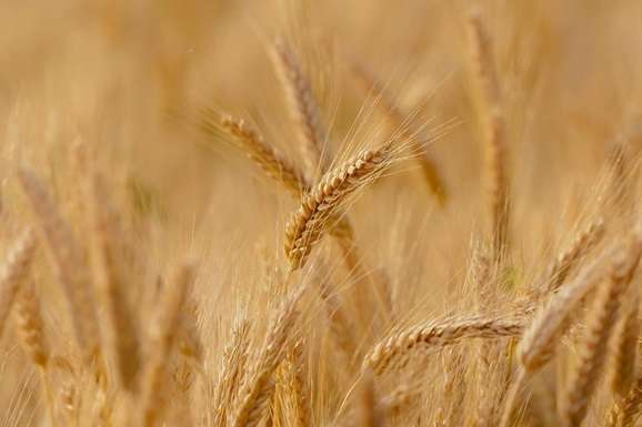 Україна скоротила експорт зернових