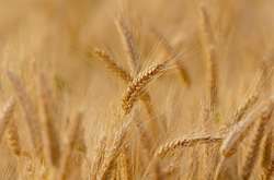 Україна скоротила експорт зернових