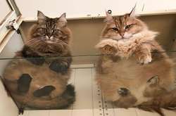 У каждого котовладельца обязательно должен быть стеклянный стол: курьезные фотодоказательства