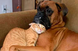 Эти фото пушистых объятий способны согреть душу и растопить сердце любого