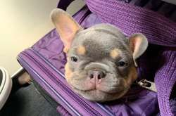 Когда встречаешь в транспорте милейших хвостатых попутчиков: курьезные фото