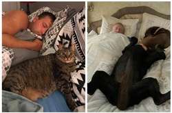 Курьезные фото домашних питомцев, которые вытеснили хозяев с их спальных мест