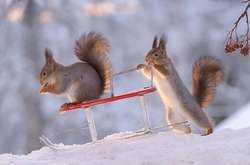 Значні морози триматимуться у Вінниці до суботи, 20 лютого