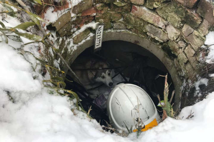 Порятунок хаскі: у Вінниці рятувальники витягли з колодязя собаку