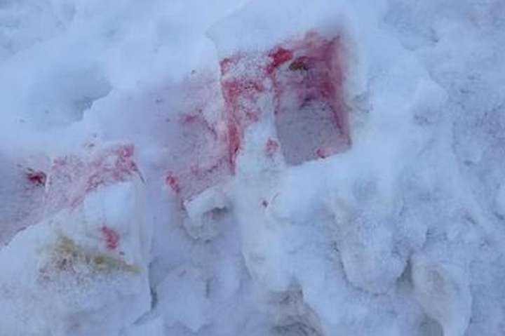 Рожевий сніг. У Києві догхантери масово розсипають отруту (фото)