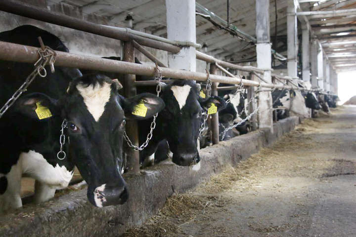 В Україні знову скоротилось поголів'я корів 