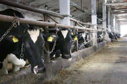  Оприлюднено свіжі дані про стан поголів’я великої рогатої худоби в Україні  