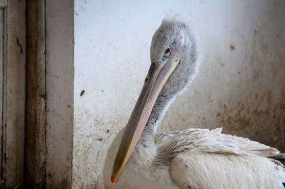 Порятунок пелікана Дена: в одеському зоопарку зберегли життя червонокнижній птиці