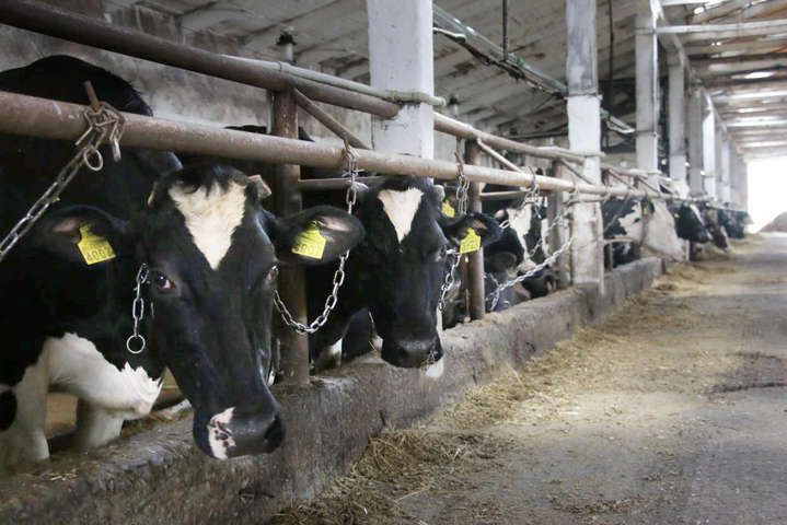 В Украине снова сократилось поголовье коров