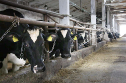 Обнародованы свежие данные о состоянии поголовья крупного рогатого скота в Украине 