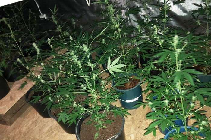 Конопляна ферма: На Вінниччині правоохоронці виявили теплицю з наркотичними рослинами 