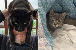 Курьезные фото кошек, чей взгляд «расскажет», что у них на уме