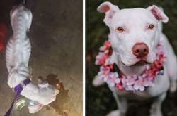 Как изменились собаки, когда после приюта обрели настоящий дом: трогательные фото