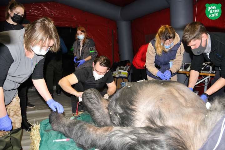 Порятунок горили Тоні в Київзоо: тварині провели унікальне обстеження (фото)