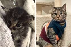 Как изменились бездомные коты, когда попали к любящим хозяевам: трогательные фото