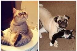 Этих домашних животных застигли врасплох. Подборка курьезных фото