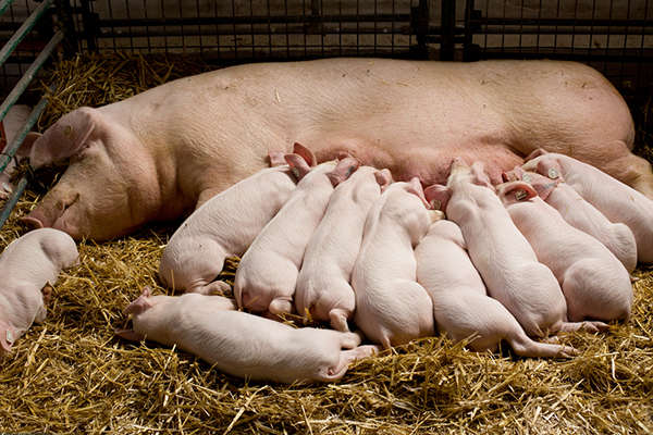 В Україні прогнозують зростання ціни на свиней