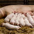 <p>Причиною зростання вартості свинини живою вагою є сезонне зростання попиту</p>