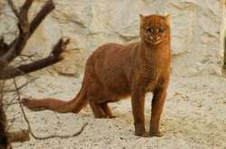 Как выглядит ягуарунди — уморительная кошка, которая умеет чирикать (фото)