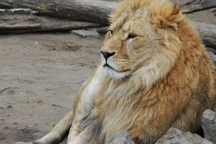 У Німеччині на співробітницю зоопарку напав лев