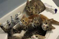 Коты где угодно найдут свое счастье. Курьезные фотодоказательства