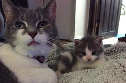 Старая кошка взяла опеку над бездомным котиком как добрая бабушка. Трогательные фото