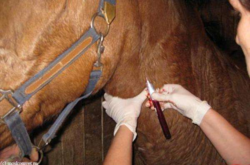 Под Днепром произошла вспышка лептоспироза