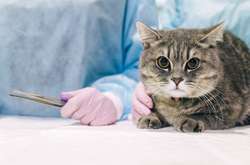 23 лютого: яке сьогодні свято, прикмети і заборони