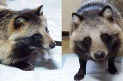 Женщина спасла бездомную собаку, а потом узнала, что это совсем другое животное (фото)