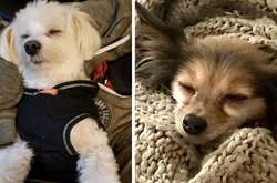 Курьезные фото домашних любимцев, которые ну очень любят поспать